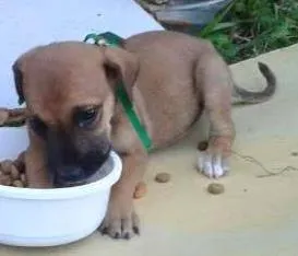 Cachorro ra a Vira Lata idade Abaixo de 2 meses nome RUEIRO 2