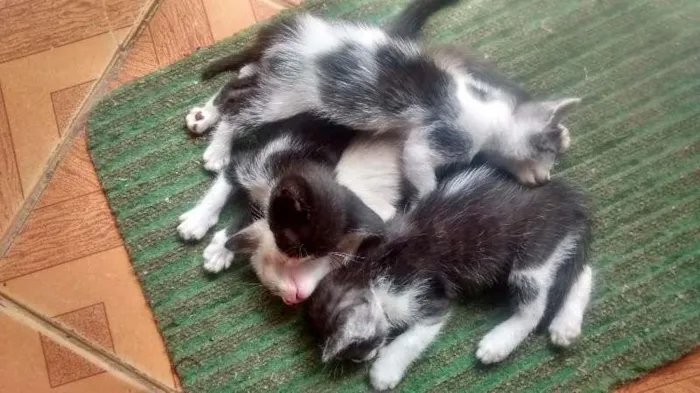Gato ra a raça indefinida idade Abaixo de 2 meses nome não tem nomes ainda :(