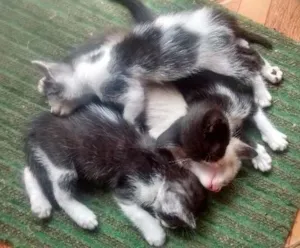 Gato raça raça indefinida idade Abaixo de 2 meses nome não tem nomes ainda :(