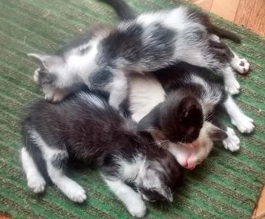 Gato ra a raça indefinida idade Abaixo de 2 meses nome não tem nomes ainda :(