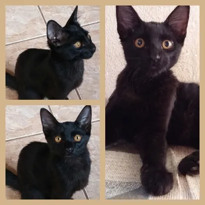 Gato ra a SRD idade Abaixo de 2 meses nome Miu