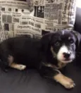 Ringo