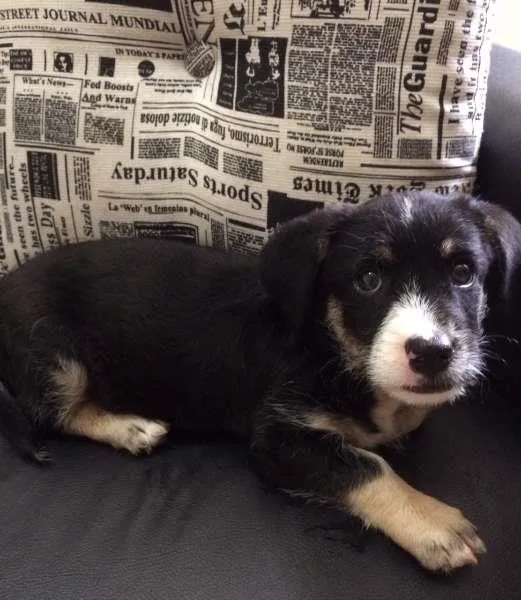 Cachorro ra a SRD idade Abaixo de 2 meses nome Ringo