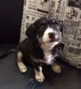 Ringo