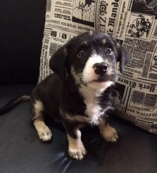 Cachorro ra a SRD idade Abaixo de 2 meses nome Ringo