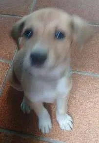 Cachorro raça  idade 2 a 6 meses nome lilyca