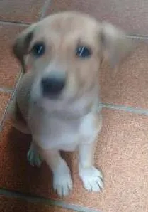 Cachorro raça  idade 2 a 6 meses nome lilyca