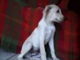 marley