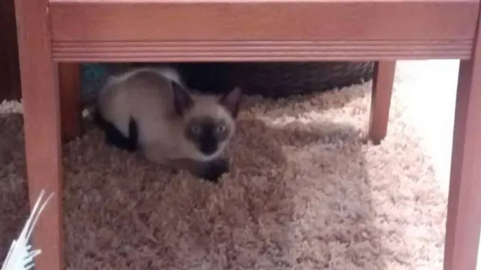 Gato ra a Siamês idade 2 a 6 meses nome ROMEU