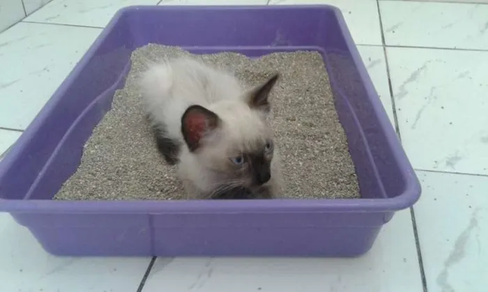 Gato ra a Siamês idade 2 a 6 meses nome ROMEU