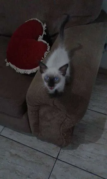 Gato ra a Siamês idade 2 a 6 meses nome ROMEU