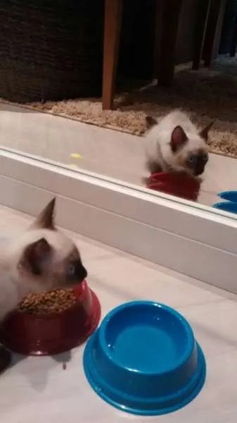 Gato ra a Siamês idade 2 a 6 meses nome ROMEU