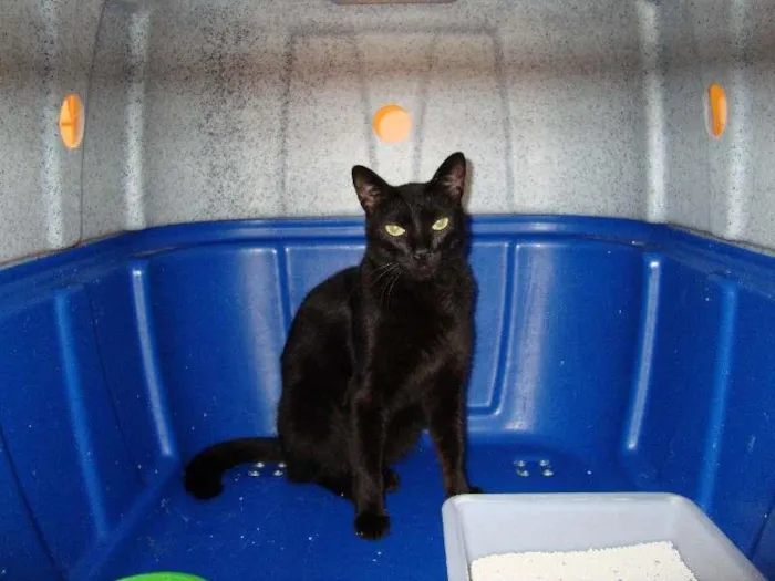Gato ra a SRD idade 1 ano nome RABICÓ