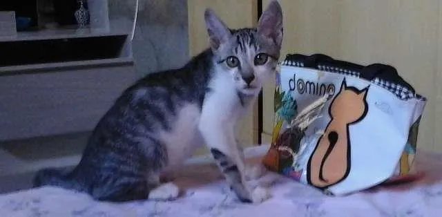 Gato ra a Mestiça idade 2 a 6 meses nome Xanuco