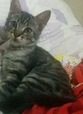 Gato raça mestiça idade 2 a 6 meses nome Xanuca