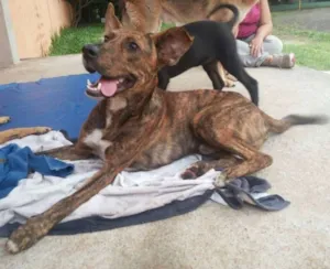 Cachorro raça SRD idade 7 a 11 meses nome TIGRÃO