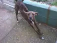 TIGRÃO