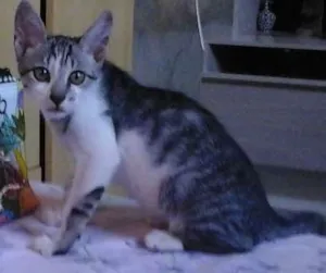 Gato raça Mestiça idade 2 a 6 meses nome Xanuco