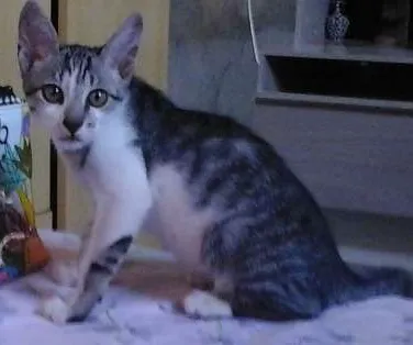 Gato ra a Mestiça idade 2 a 6 meses nome Xanuco