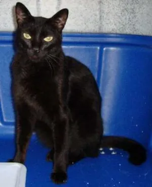 Gato raça SRD idade 1 ano nome RABICÓ