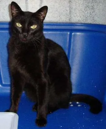 Gato ra a SRD idade 1 ano nome RABICÓ