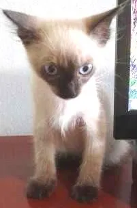 Gato ra a Siamês idade 2 a 6 meses nome ROMEU