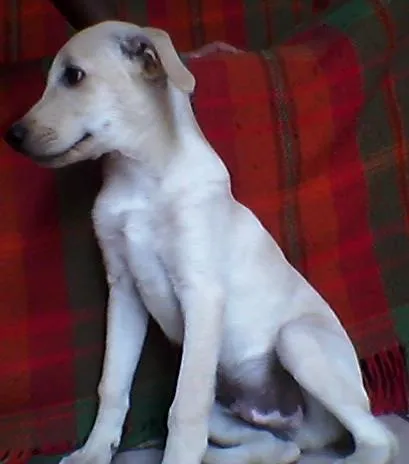Cachorro ra a vira lata idade 2 a 6 meses nome marley