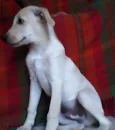 marley