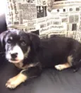 Ringo