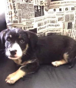 Cachorro raça SRD idade Abaixo de 2 meses nome Ringo