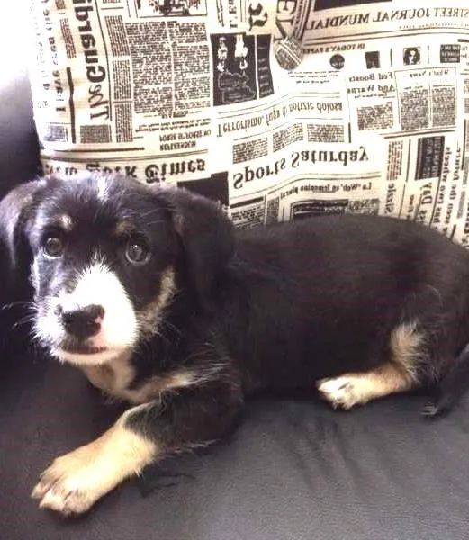 Cachorro ra a SRD idade Abaixo de 2 meses nome Ringo