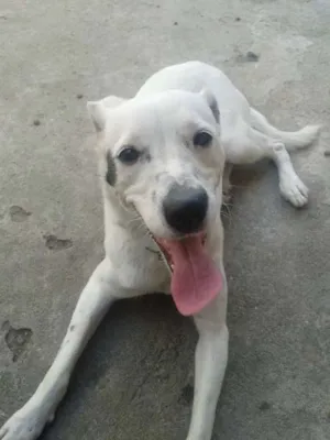 Cachorro raça Labrador idade 4 anos nome Fofinha