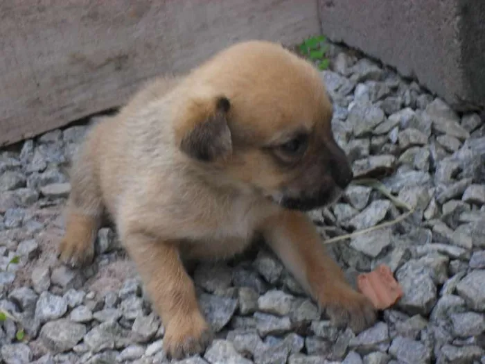 Cachorro ra a  idade Abaixo de 2 meses nome não tem