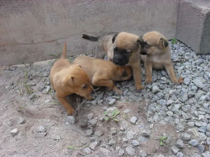 Cachorro ra a  idade Abaixo de 2 meses nome não tem