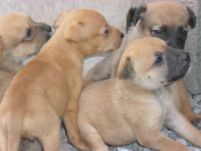 Cachorro ra a  idade Abaixo de 2 meses nome não tem