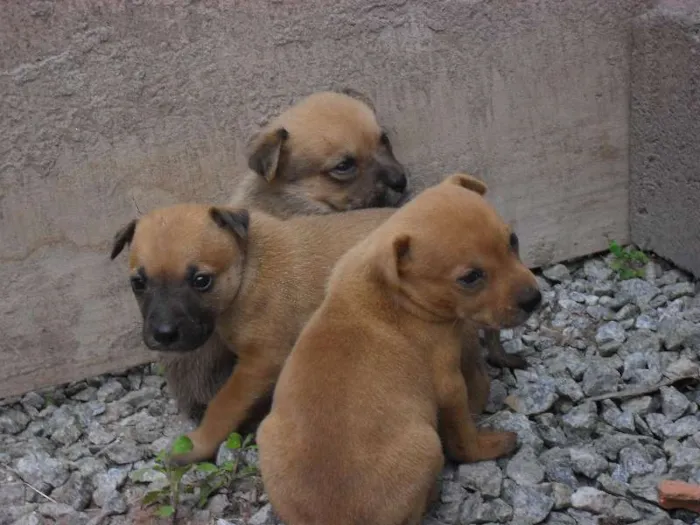 Cachorro ra a  idade Abaixo de 2 meses nome não tem