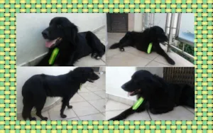Cachorro raça vira lata mas parece mix de labrador idade 4 anos nome Não sabemos