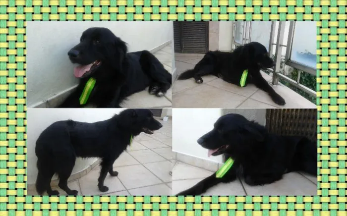 Cachorro ra a vira lata mas parece mix de labrador idade 4 anos nome Não sabemos