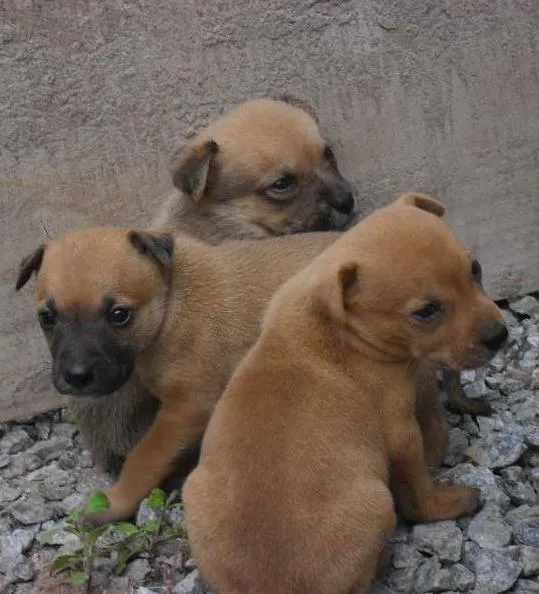 Cachorro ra a  idade Abaixo de 2 meses nome não tem