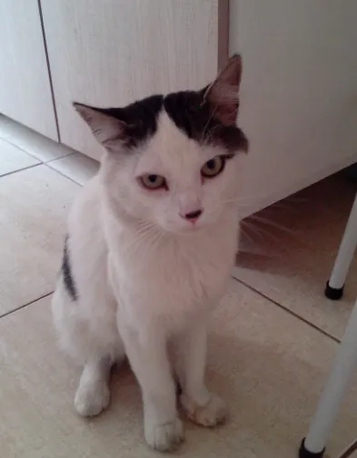 Gato ra a  idade 2 anos nome Amoroso