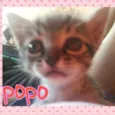 popo