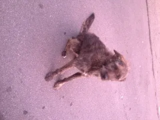 Cachorro ra a SRD idade 1 ano nome Magrela