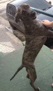 Cachorro ra a SRD idade 1 ano nome Magrela