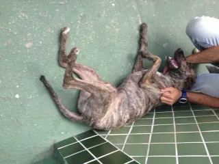 Cachorro ra a SRD idade 1 ano nome Magrela