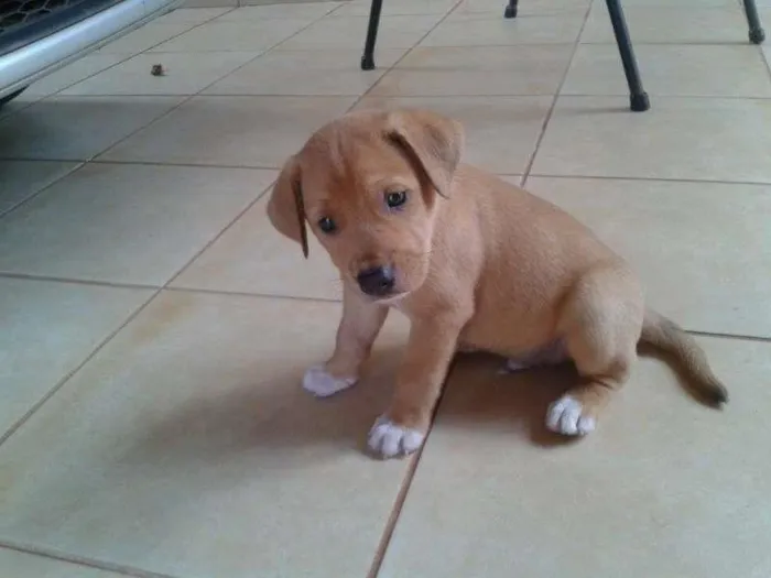 Cachorro ra a lab.c pit idade Abaixo de 2 meses nome ver