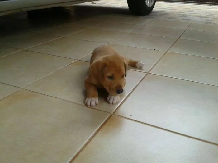 Cachorro ra a lab.c pit idade Abaixo de 2 meses nome ver