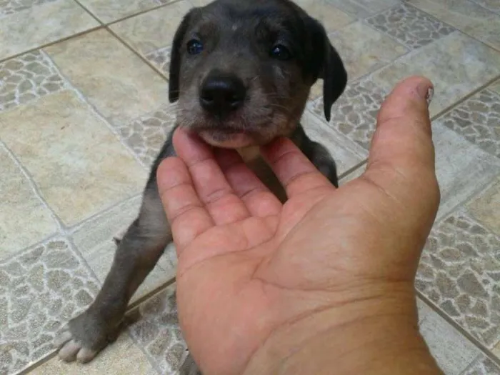 Cachorro ra a lab.c pit idade Abaixo de 2 meses nome ver