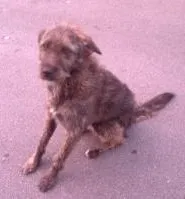 Cachorro raça SRD idade 1 ano nome Magrela