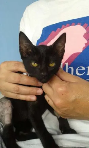 Gato raça SRD idade 2 a 6 meses nome Pretinha