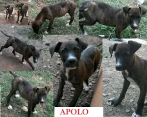 Cachorro raça fila idade 2 a 6 meses nome Apolo